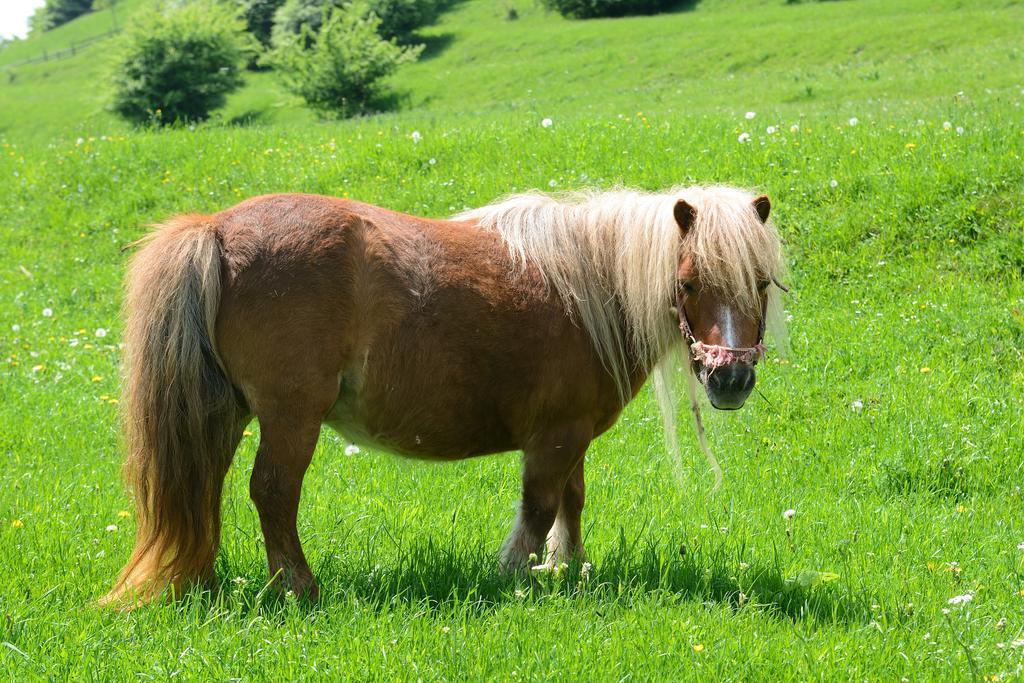 Vila Hora Cu Brazi Zărneşti エクステリア 写真